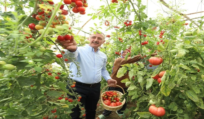 Kocaelili çiftçilere sebze fidesi desteği 