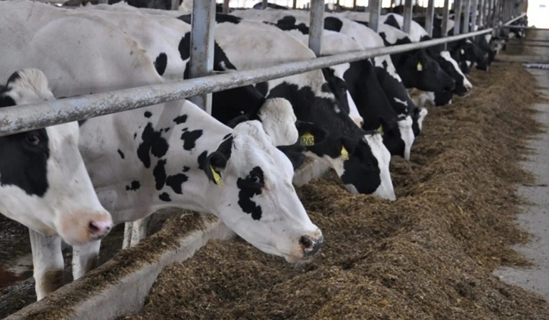 1 milyar dolarlık ithalata rağmen et fiyatları düşmüyor