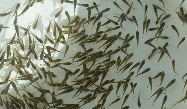 100 bin sazan balığı yavrusu Sapanca Gölü’ne salınacak