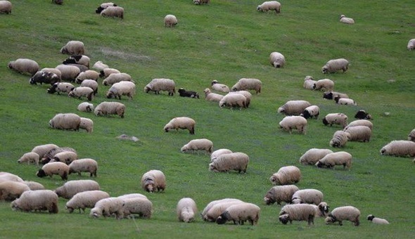 300 koyun vaadi yalan oldu!