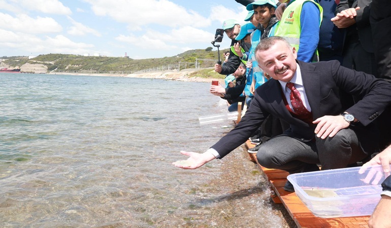 6 bin yavru balık daha İzmit Körfezine salındı