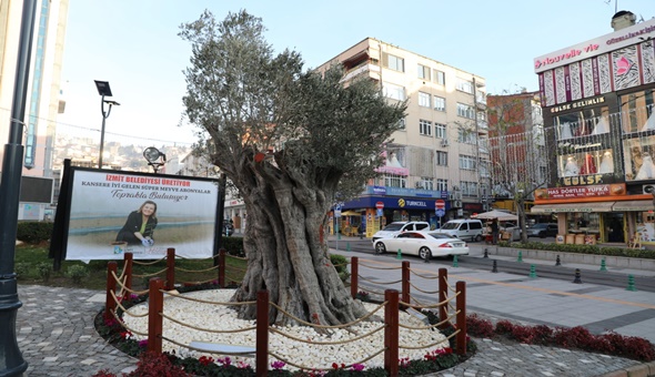 600 yıllık zeytin ağacı İzmit’in yeni sembollerinden biri olacak