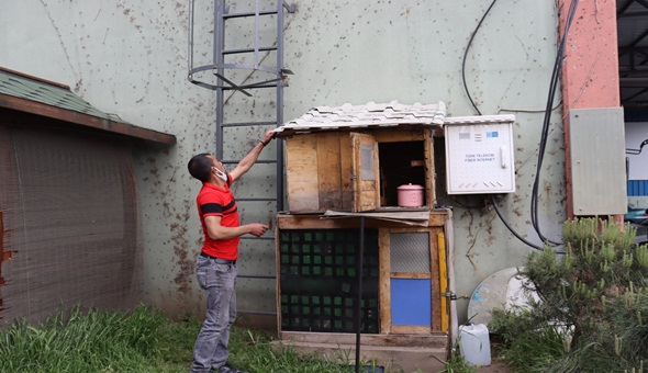 Aç kalan güvercinler için İzmit Belediyesi seferber oldu