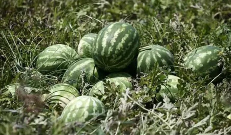 Adana karpuzunun tarlada kilosu 18 lira