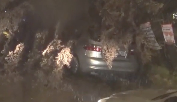 Ağaç otomobilin üstüne devrildi