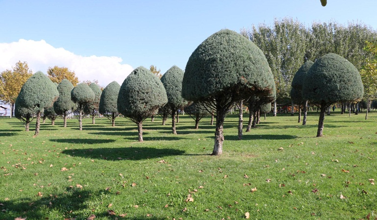 Ağaçlara estetik dokunuş