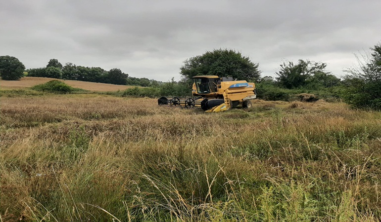 Atıl araziler ekildi, 780 kilo buğday elde edildi