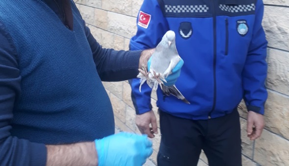 Ayağına sakız yapışan güvercin