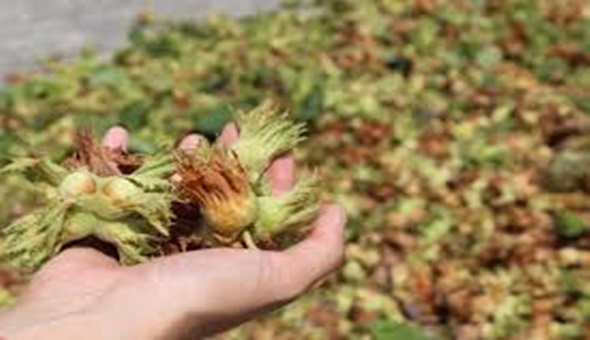 Bakanlıktan İzmitli fındık üreticisine destek yok