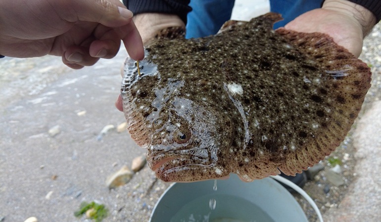 Balıkçıların ağına takılan kalkan balığı tekrar denize salındı