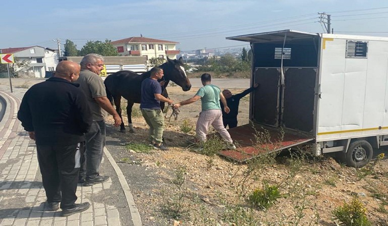 Başıboş dolaşan atı yakalayıp Tekirdağ’a gönderdiler