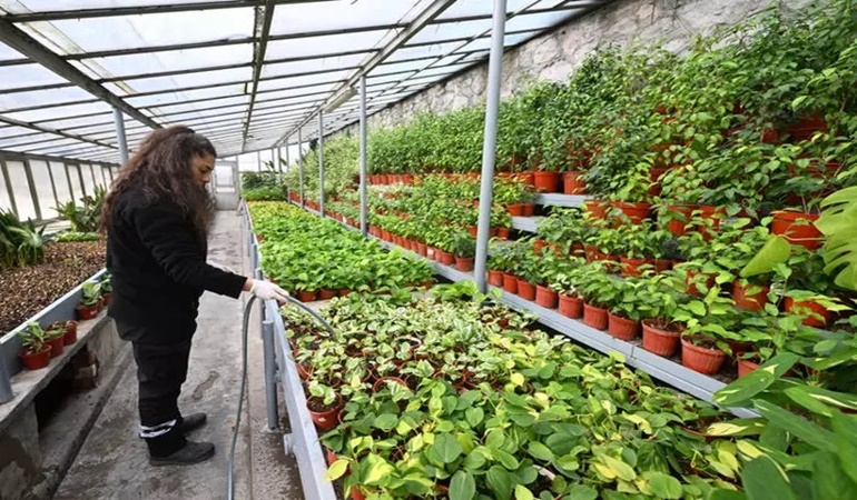 Başiskele'de binlerce Teraryum çiçek dağıtılacak!
