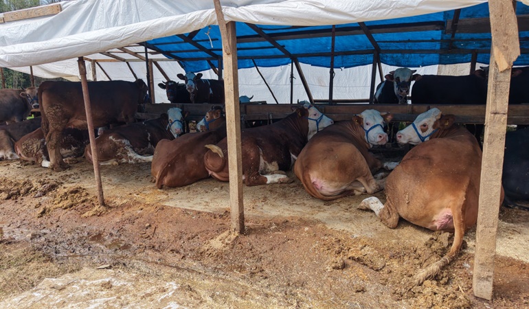 Başiskele’de kurbanlık hayvan pazarı açıldı