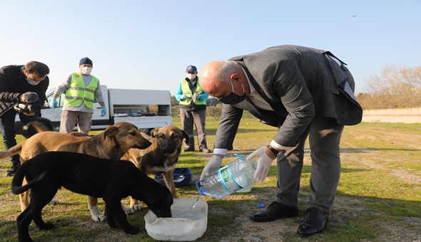 Başkan Bıyık, sokak hayvanlarını eliyle besledi