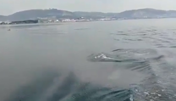 Başkan Büyükakın paylaştı: Yunus balıkları...