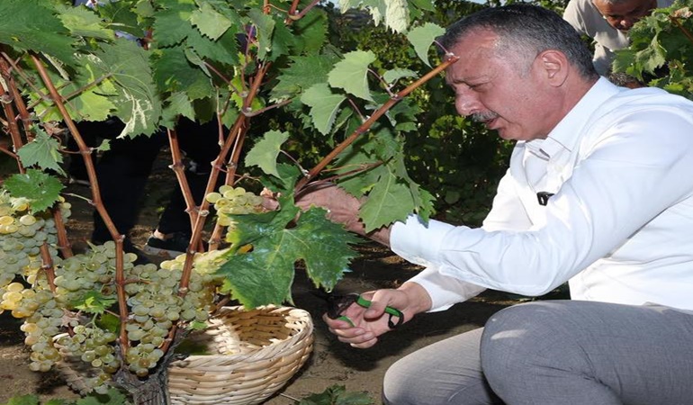 Başkan Büyükakın üzüm topladı