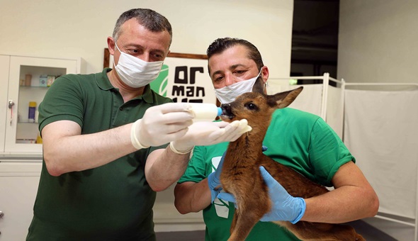 Başkan yavru Karaca’yı elleriyle besledi