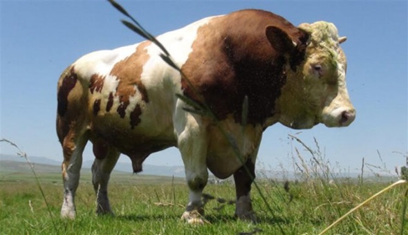 Bayrama sayılı günler kala uyarı: Öldürüyor! 