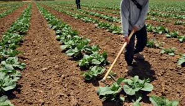 Bedava arazi devletten, işlemesi çiftçiden 