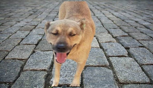 Belediye sahipli köpeğe bakın ne yaptı!