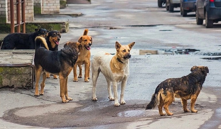 Belediyelere hasta ve saldırgan köpekleri öldürün yazısı
