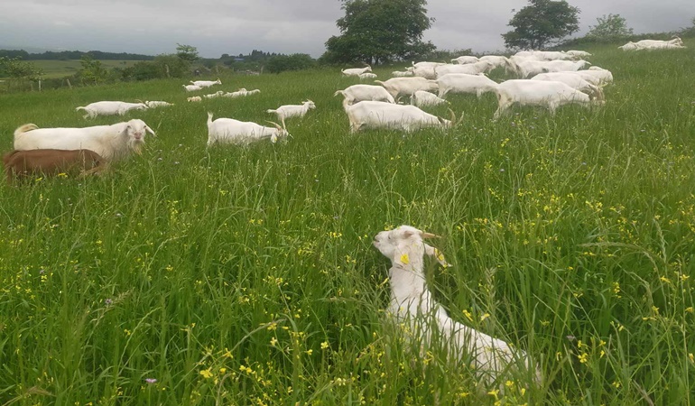 Belediyenin o köye saldığı sokak köpekleri keçileri parçaladı