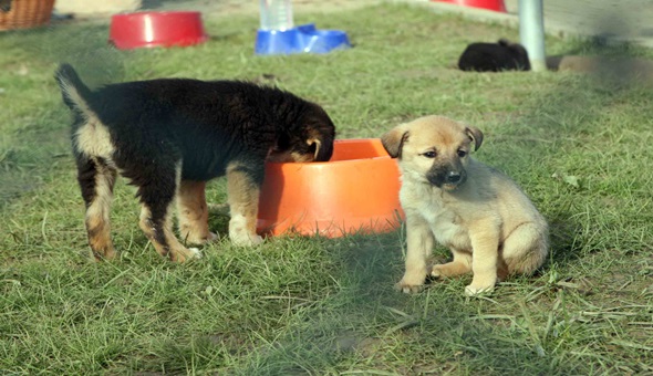 Binlerce sokak hayvanına sıcak yuva bulduk