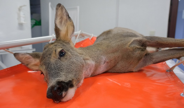 Binlerce yaban hayvanı hayata döndürüldü