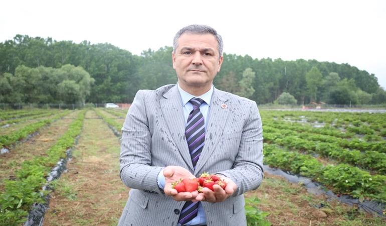 Bir gecede 500 kilo çileği kim, ya da kimler çaldı?