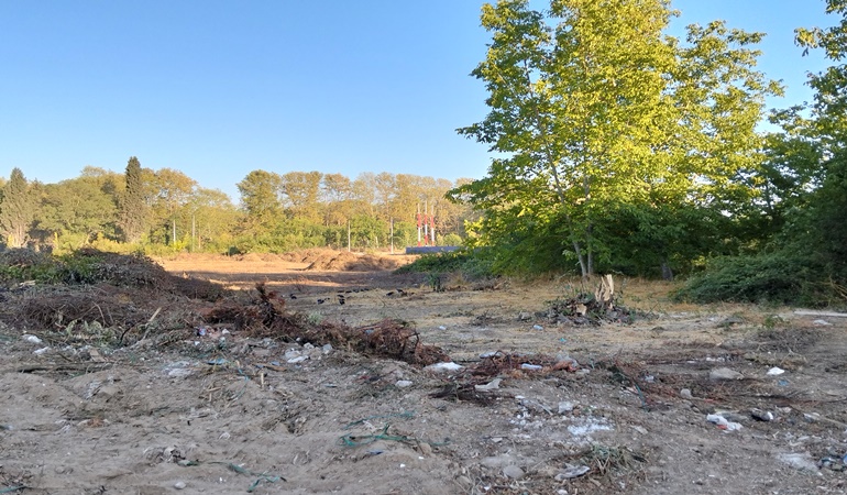 Bu ağaçlar neden kesildi?