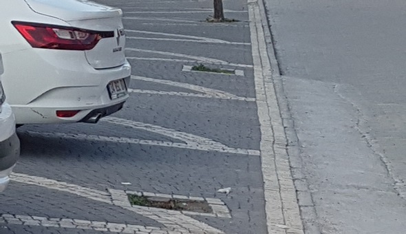 Bu ağaçlara ne oldu?