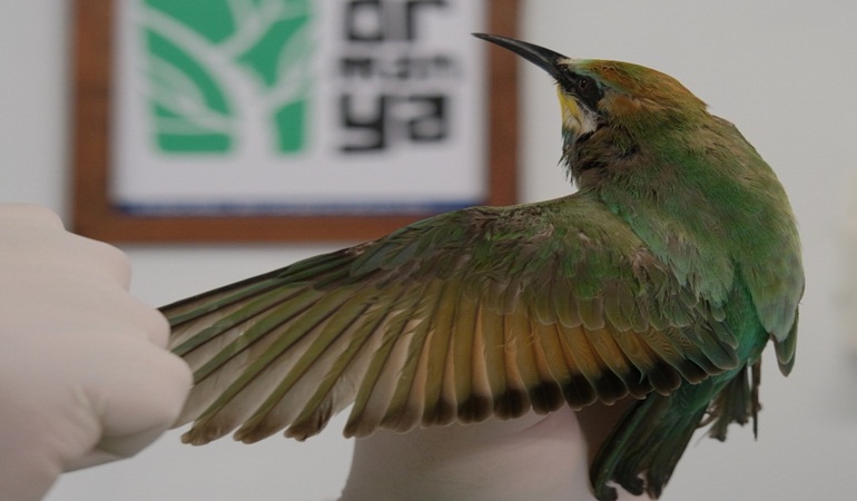 Bu güzelliğe nasıl kıydınız!