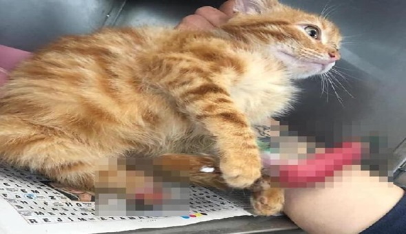 Bunu yapan insan olamaz!