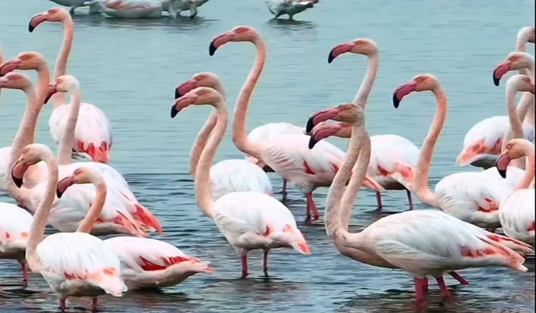 Büyükakın paylaştı: İzmit Körfezi’nde pembe flamingoların dansı