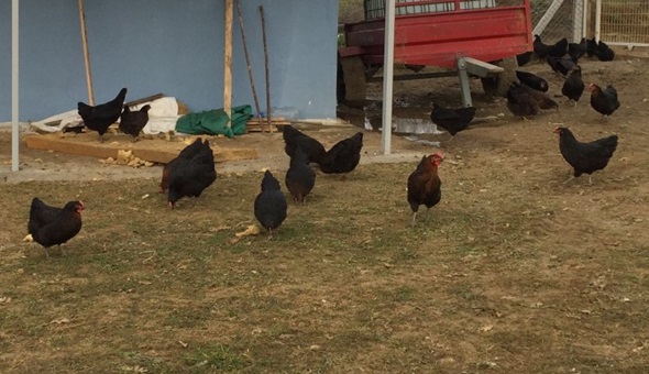 Büyükşehir’den çiftçilere gezen tavuk desteği