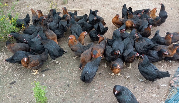Büyükşehir’den çiftçilere yüzde 50 hibeli tavuk desteği