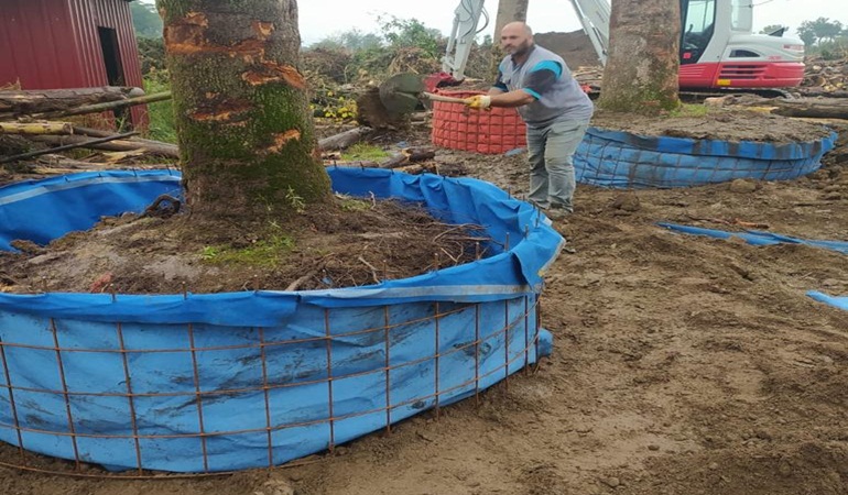 Büyükşehir’den örnek ağaç hassasiyeti