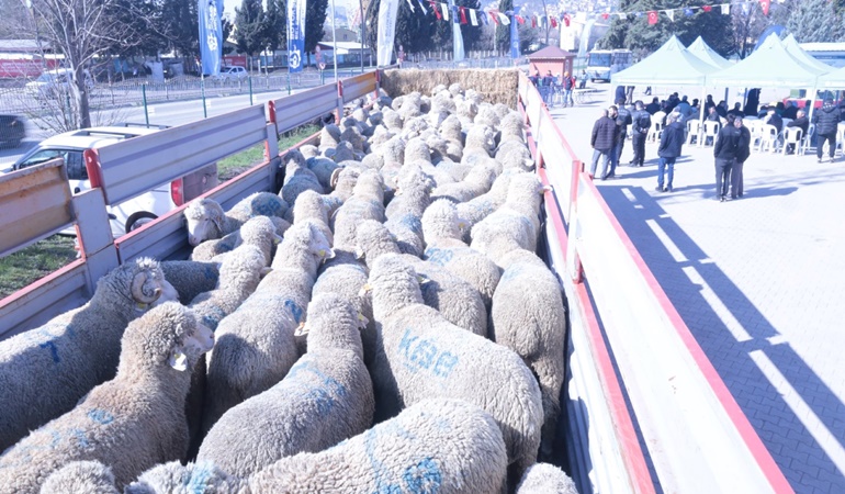 Büyükşehir’den üreticilere damızlık koç ve teke 