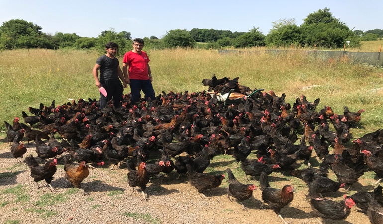 Büyükşehir’den üreticiye yüzde 50 hibeli yumurta tavuğu desteği