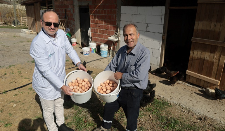 Büyükşehir’den yüzde 50 hibeli yumurta tavuğu desteği
