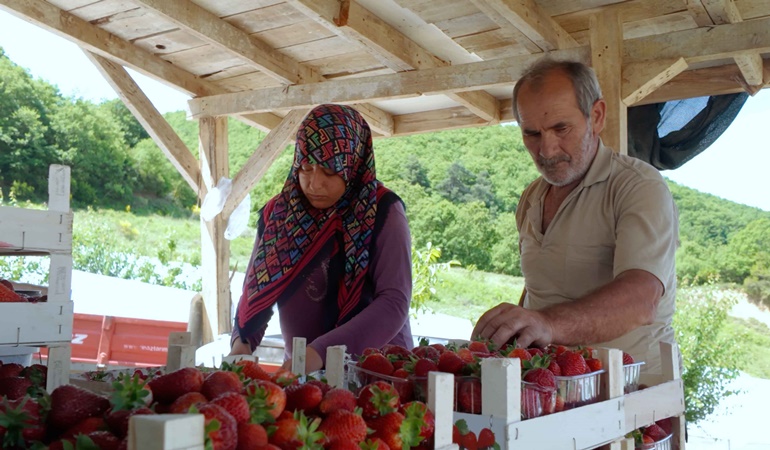 Büyükşehir desteklemişti, çilek hasadına başlandı