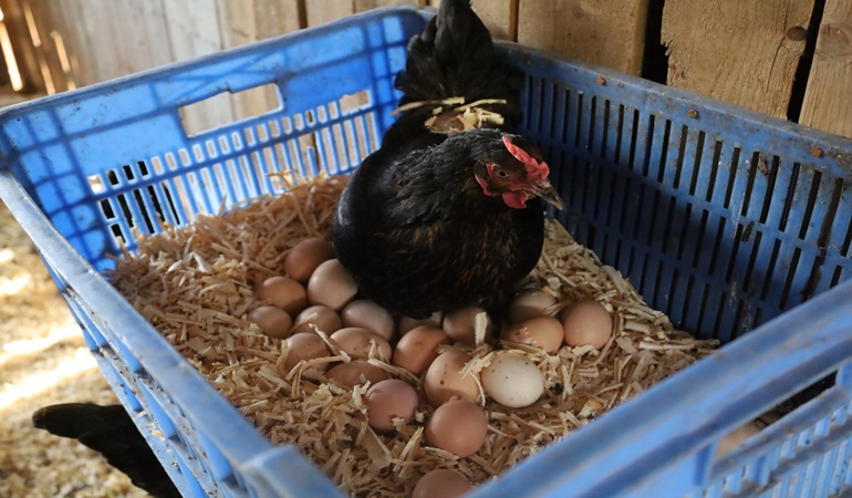 Büyükşehir’in dağıttığı tavuklar yumurtlamaya başladı!