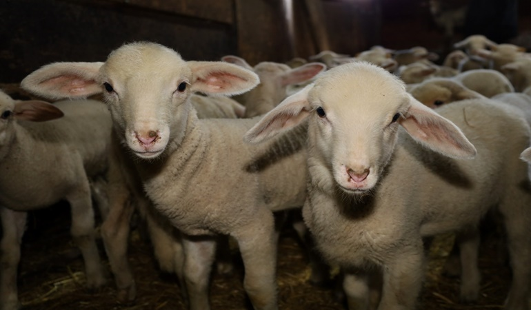 Büyükşehir’in damızlık koç desteği kuzulama oranını artırdı
