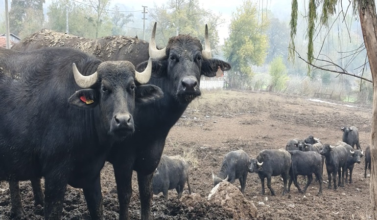 Büyükşehir’in desteği Kocaeli’de manda sayısını artırdı
