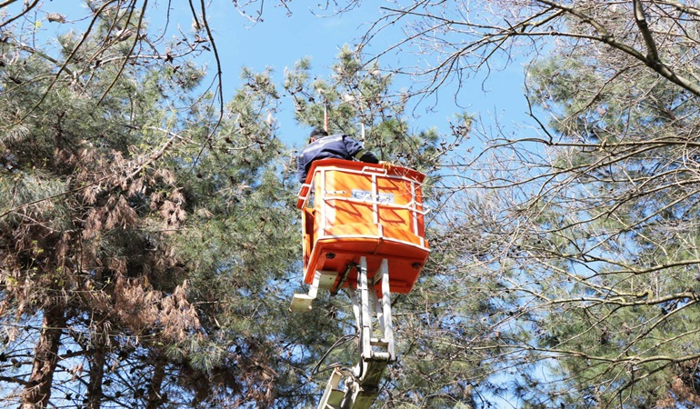 Çam kese böceğiyle mücadele başladı