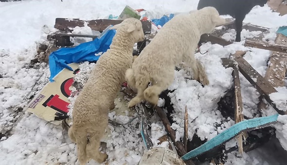 Çatı çöktü, kuzular telef olmadan kurtarıldı
