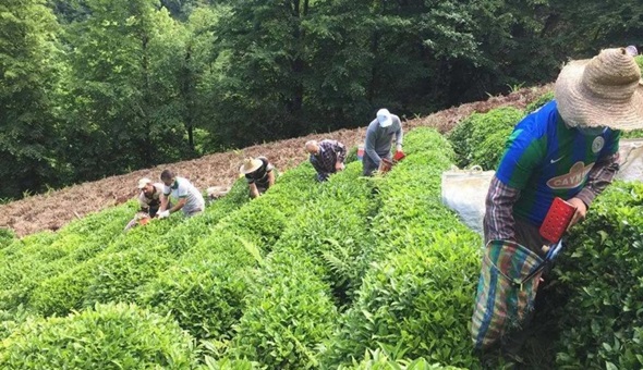 Çay üreticisine darbe
