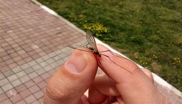 Çayır sineği ile ilgili açıklama