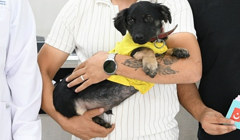 Çayırova’da tüm vücudu zifte bulanmıştı: İşte o köpek 