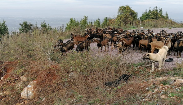 CHP’li Başkan Karakadılar otlayan keçilere sordu!